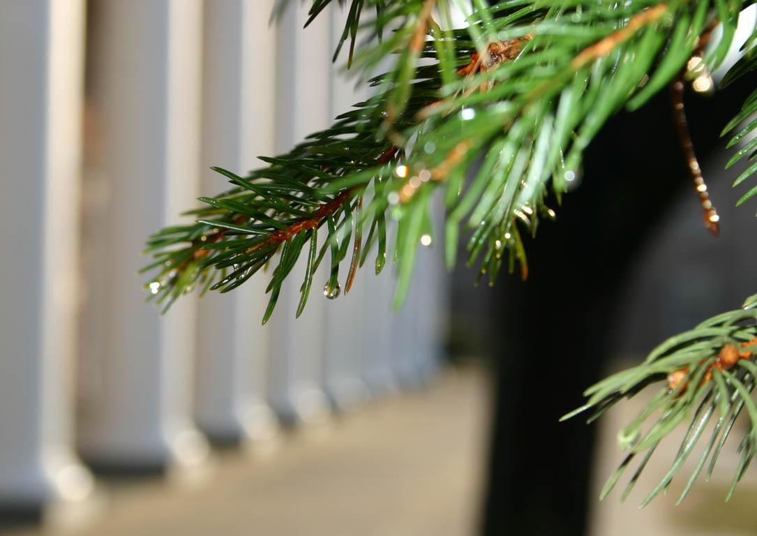 drops of dew on a pine branch